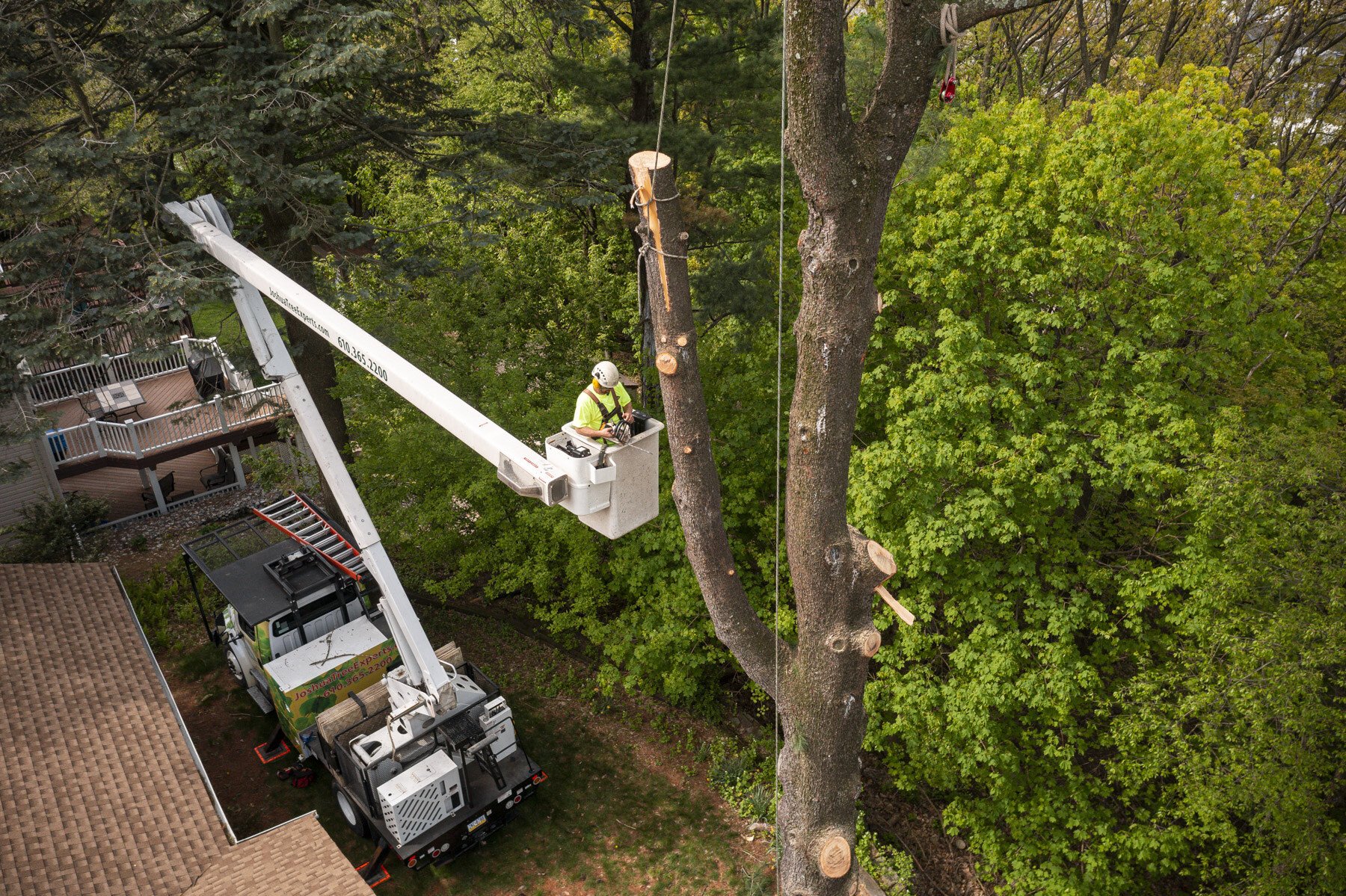 tree service